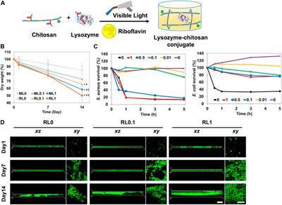 Exploring the therapeutic potential of recombinant human lysozyme: a review on wound management system with antibacterial